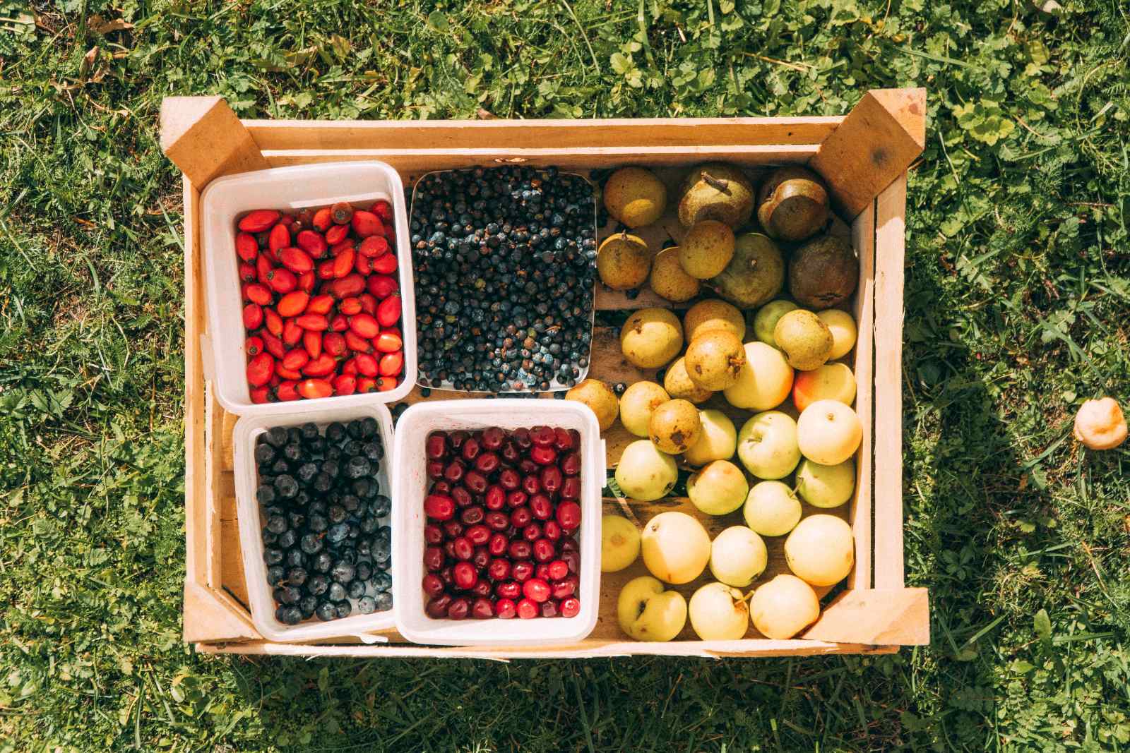 wild fruit forest berries