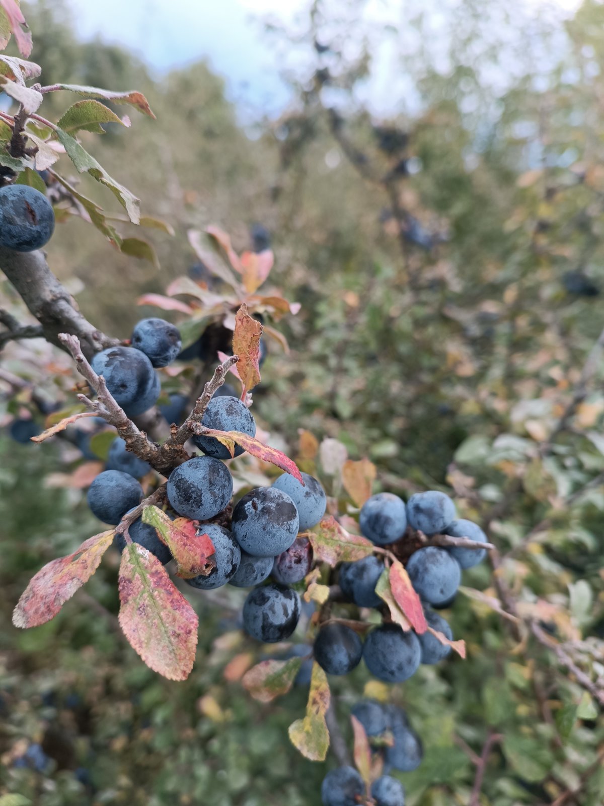 blackthorn