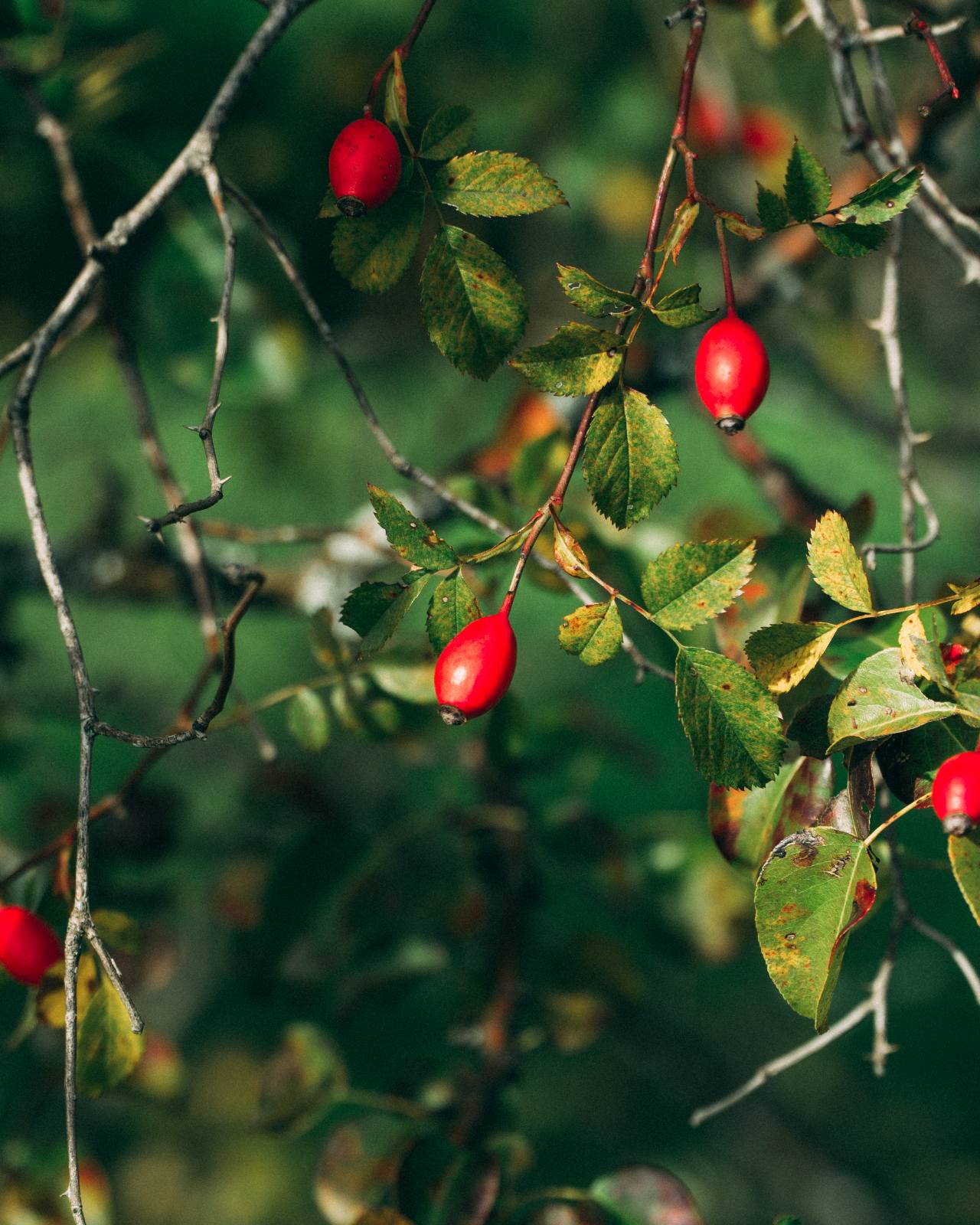 rosehip vitamin c