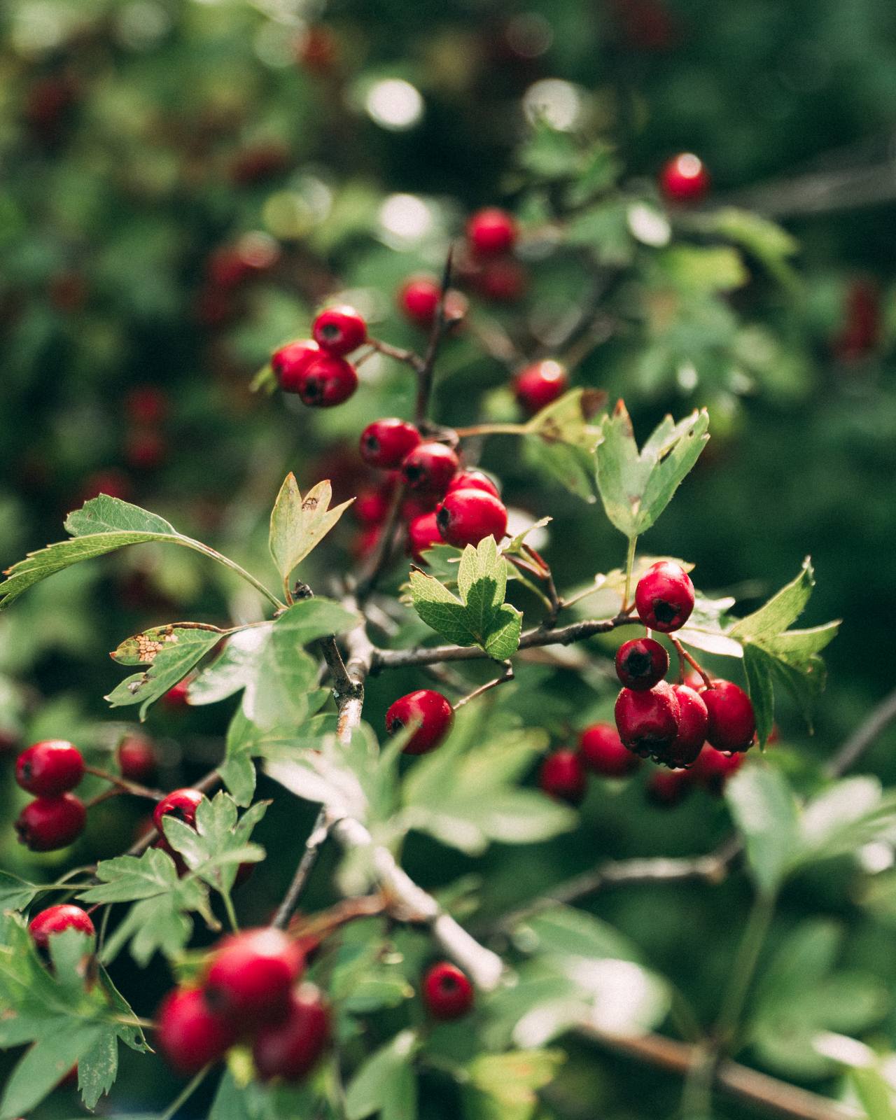 hawthorn vitamin c