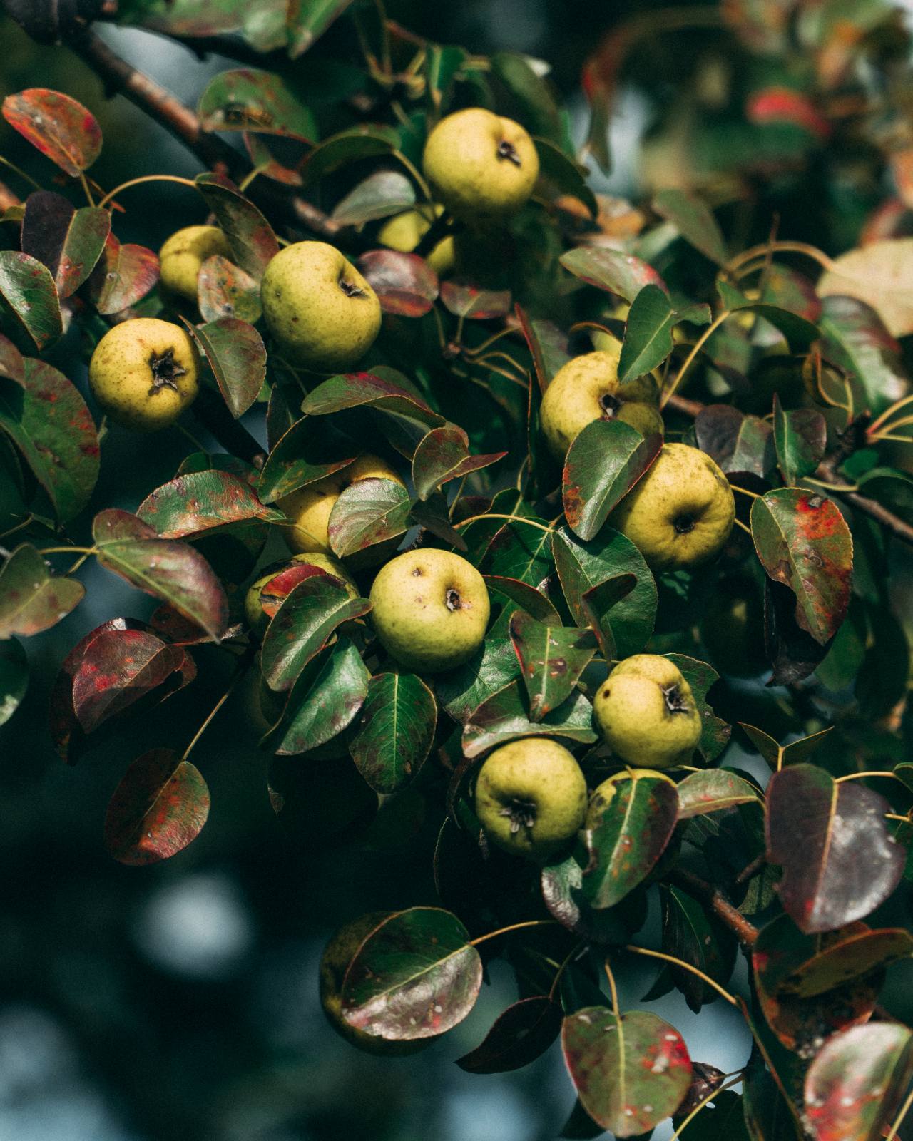 wild pear cholesterol