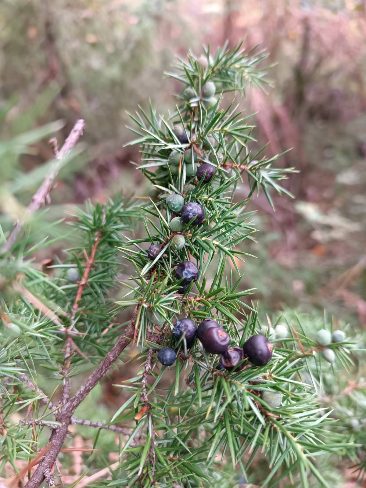 juniper healthy